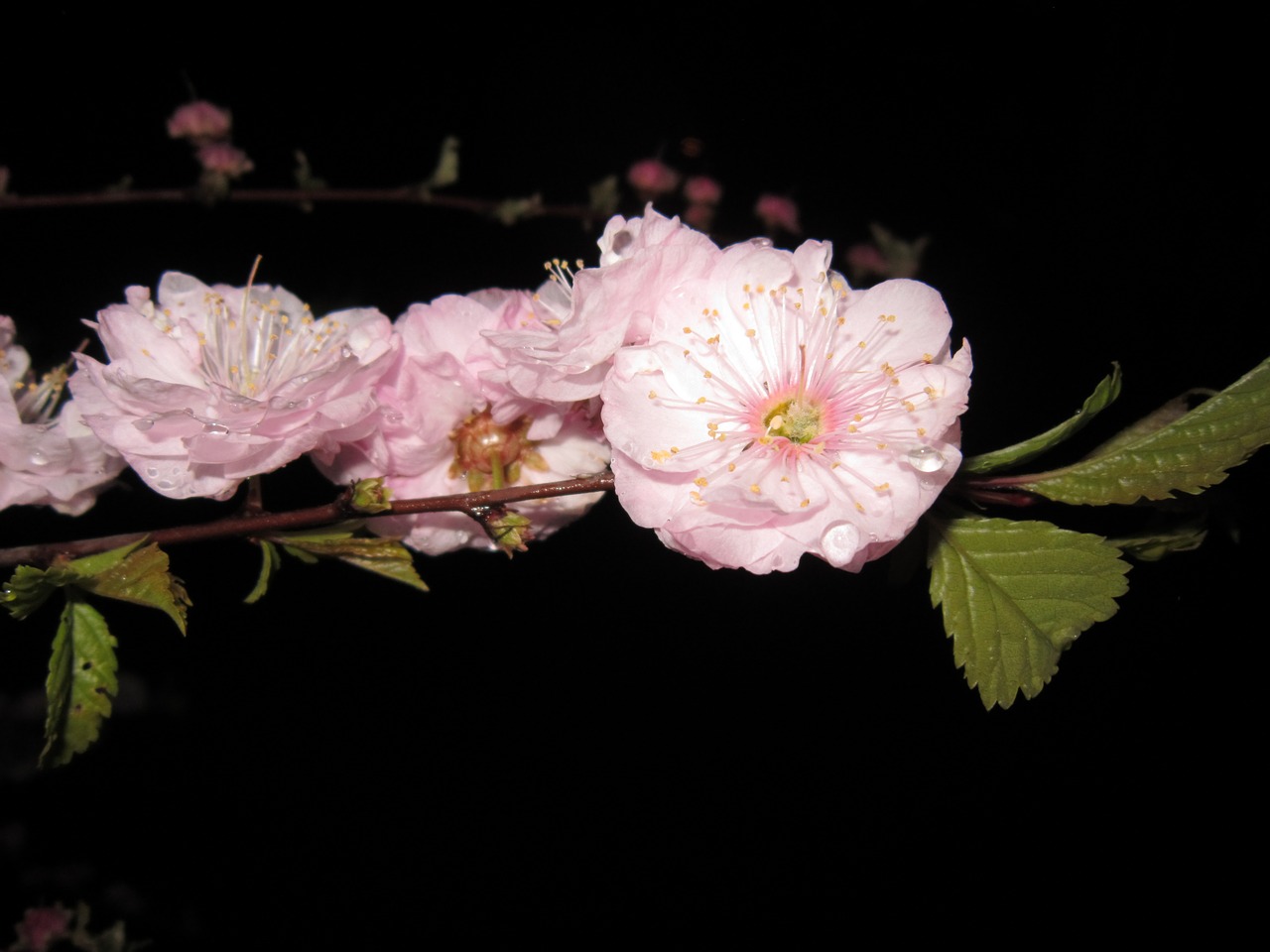 cherry blossom cherry blossom branch flowering twig free photo