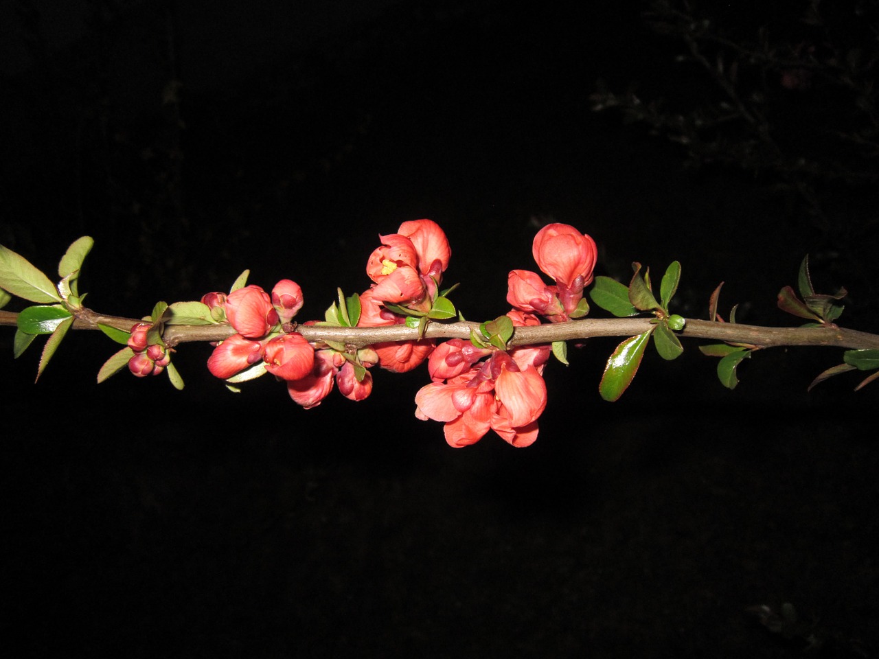flowering twig ornamental quince quince free photo