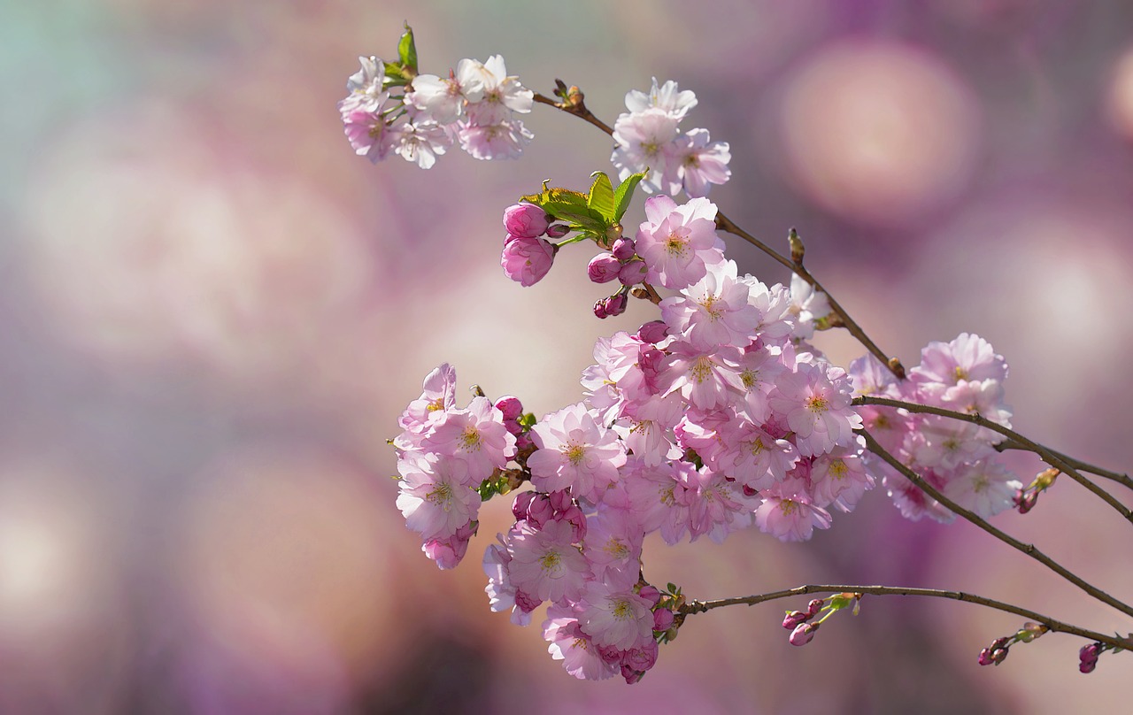 flowering twig cherry blossoms spring free photo