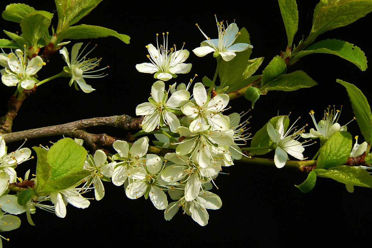 flowering twig blossom bloom free photo