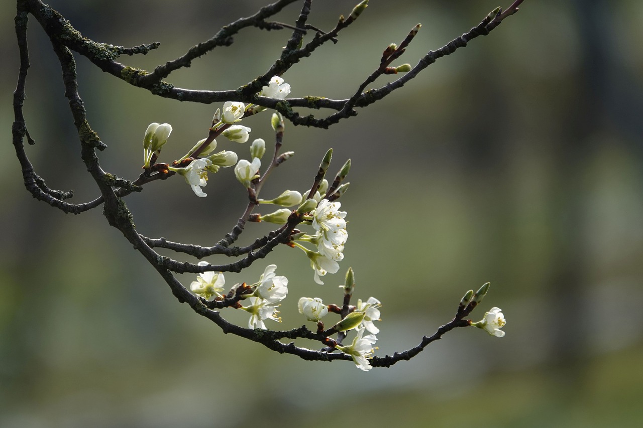 flowering twig  spring  bloom free photo