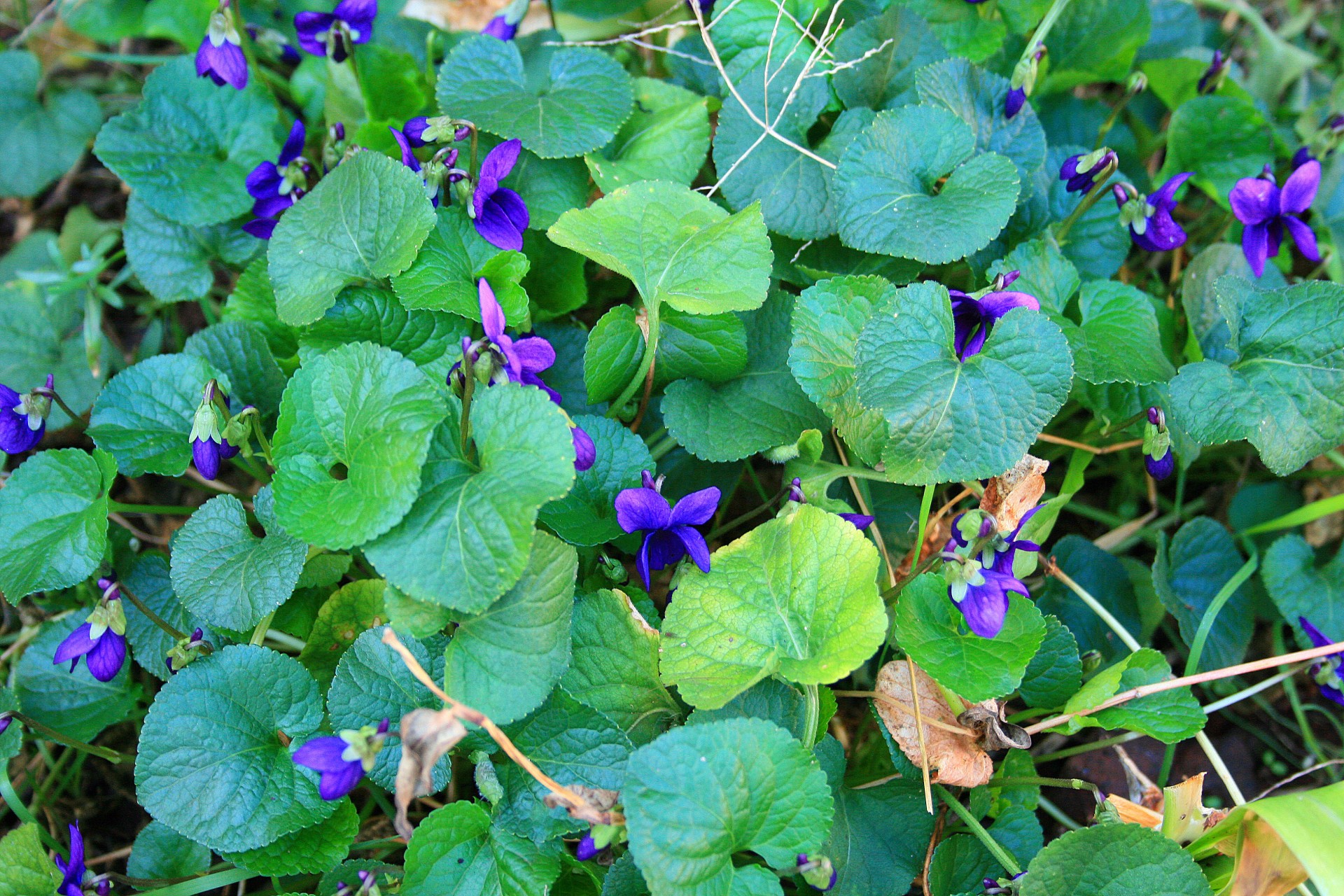 bed flowers violets free photo