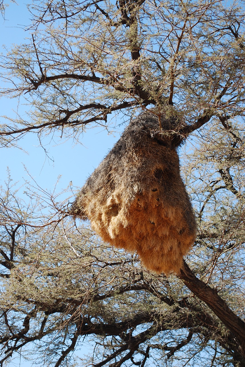 flowerpecker nest tree free photo