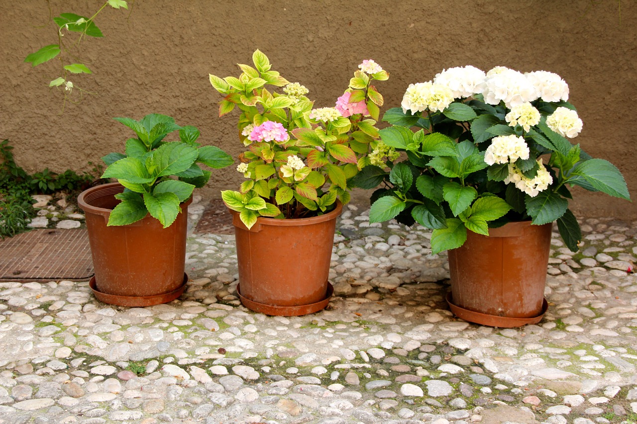 flowerpot plant flower free photo