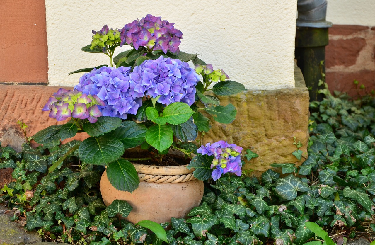 flowerpot hydrangeas patio plants free photo