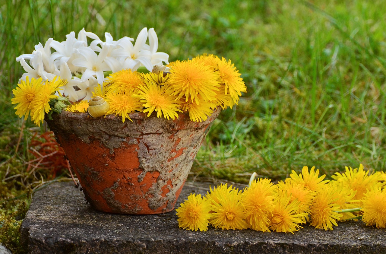 flowerpot dandelion yellow free photo