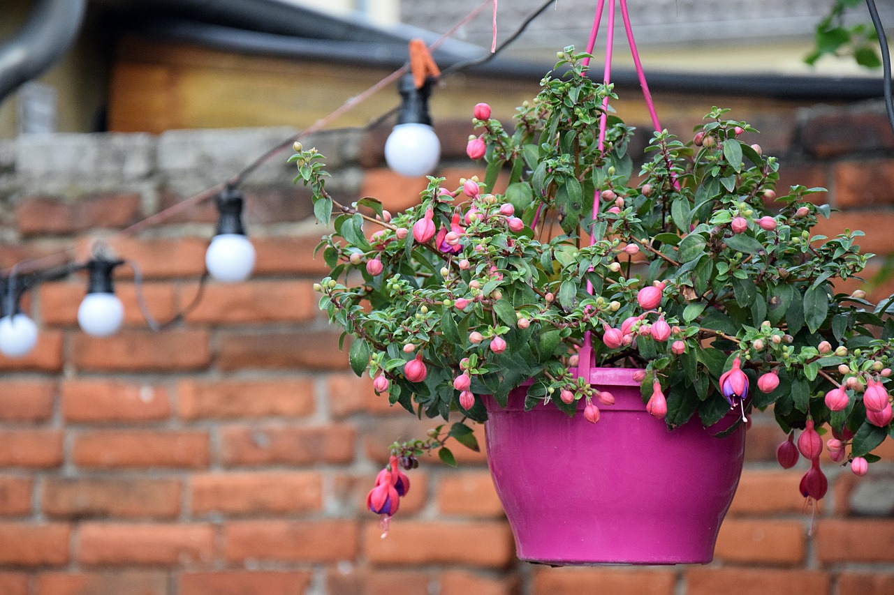 flowerpot hanging plant pink free photo