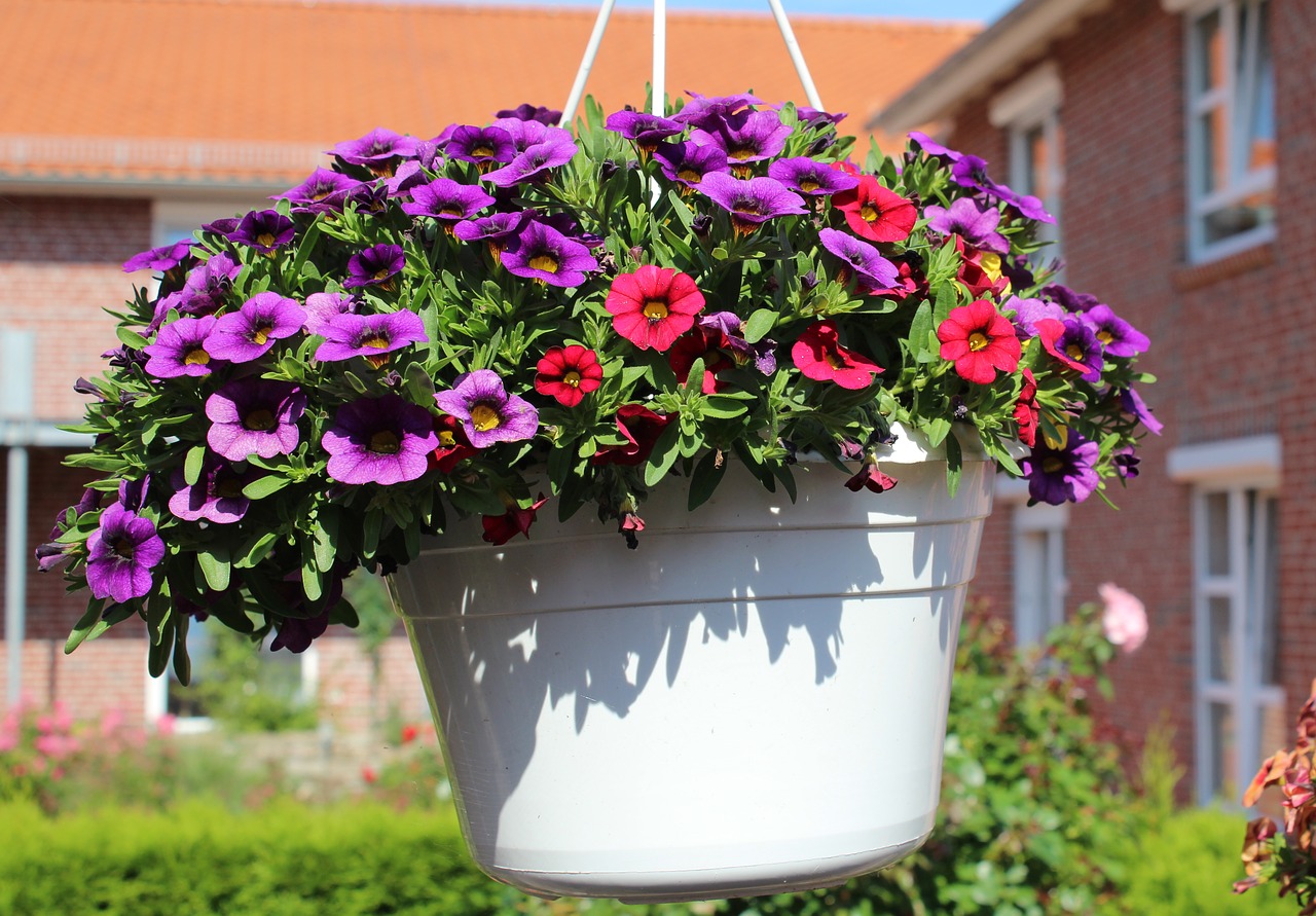 flowerpot flower spring free photo