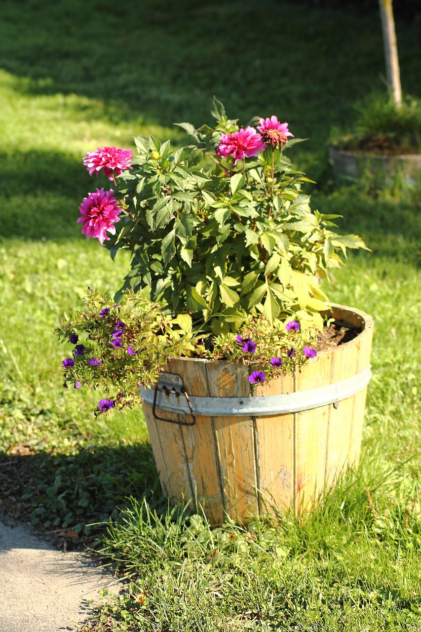 flowerpot flowers plant free photo