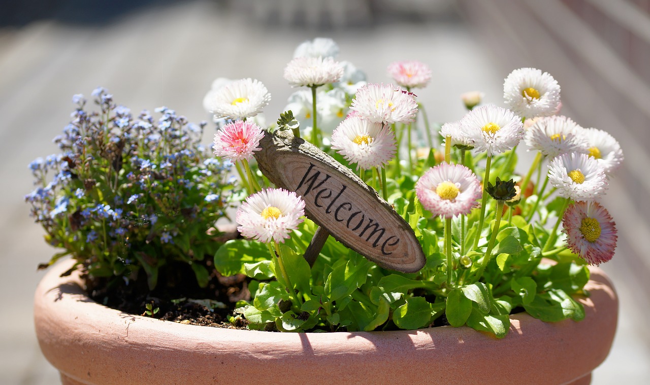 flowerpot welcome flowers free photo