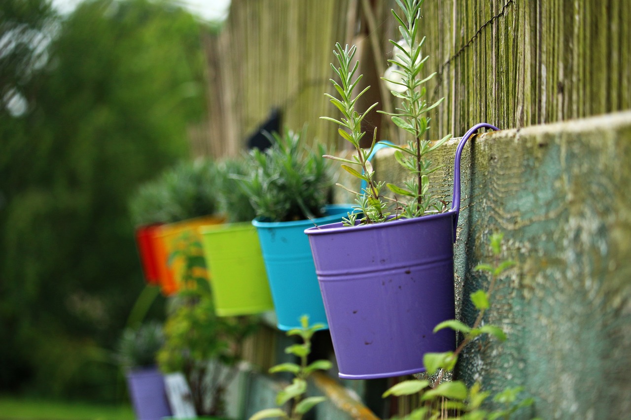 flowerpot colorful lavender free photo