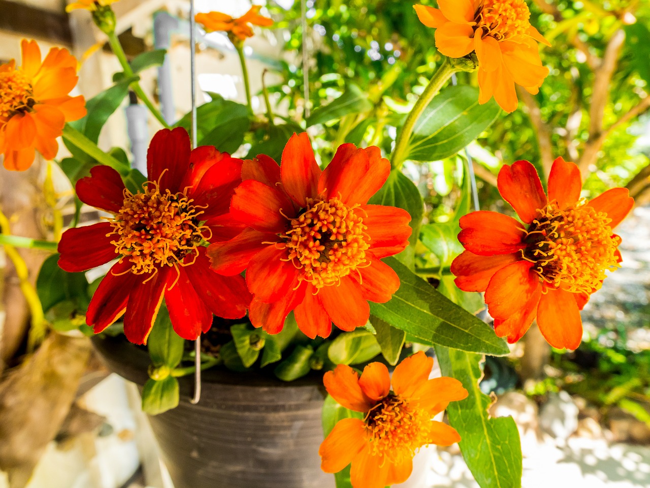 flowerpot flowers red free photo