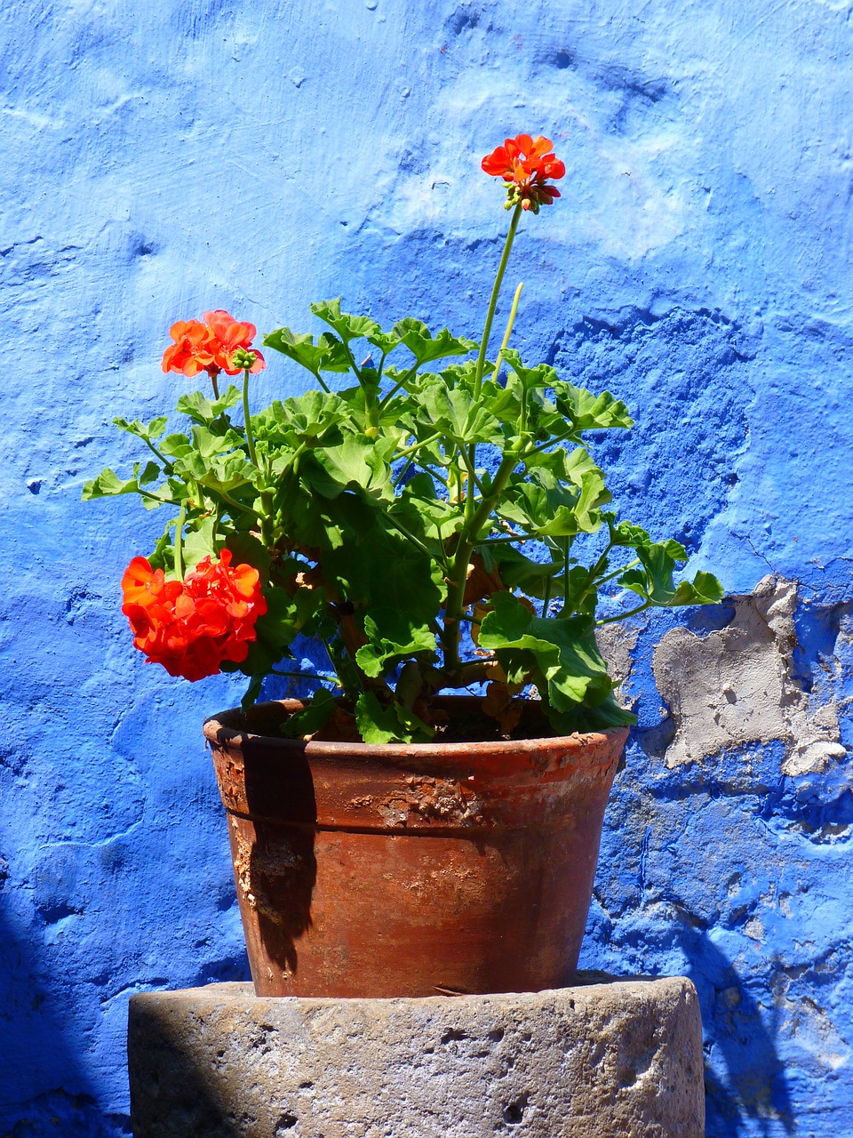 flowerpot plant geranium free photo