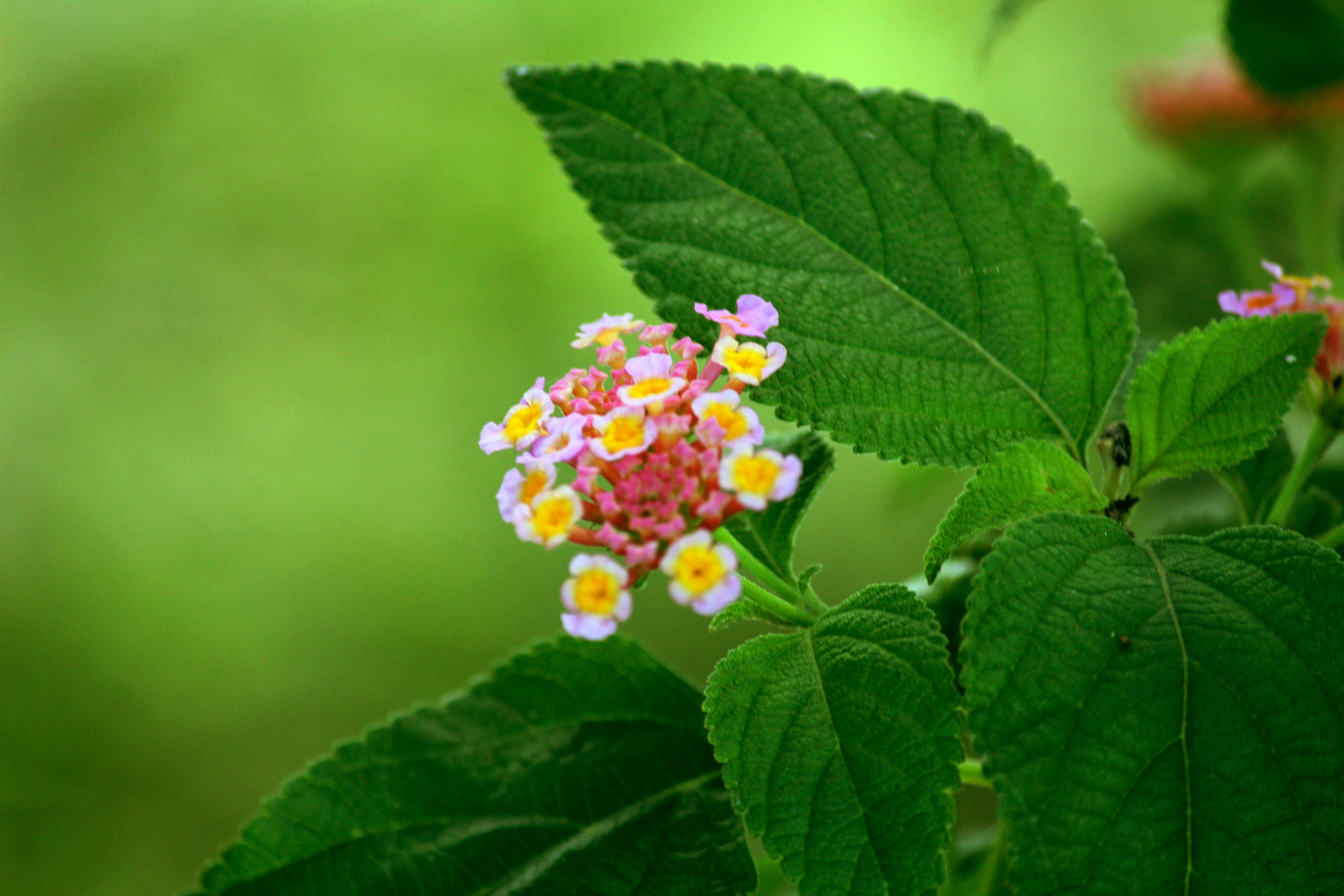 flower spines green leaves free photo