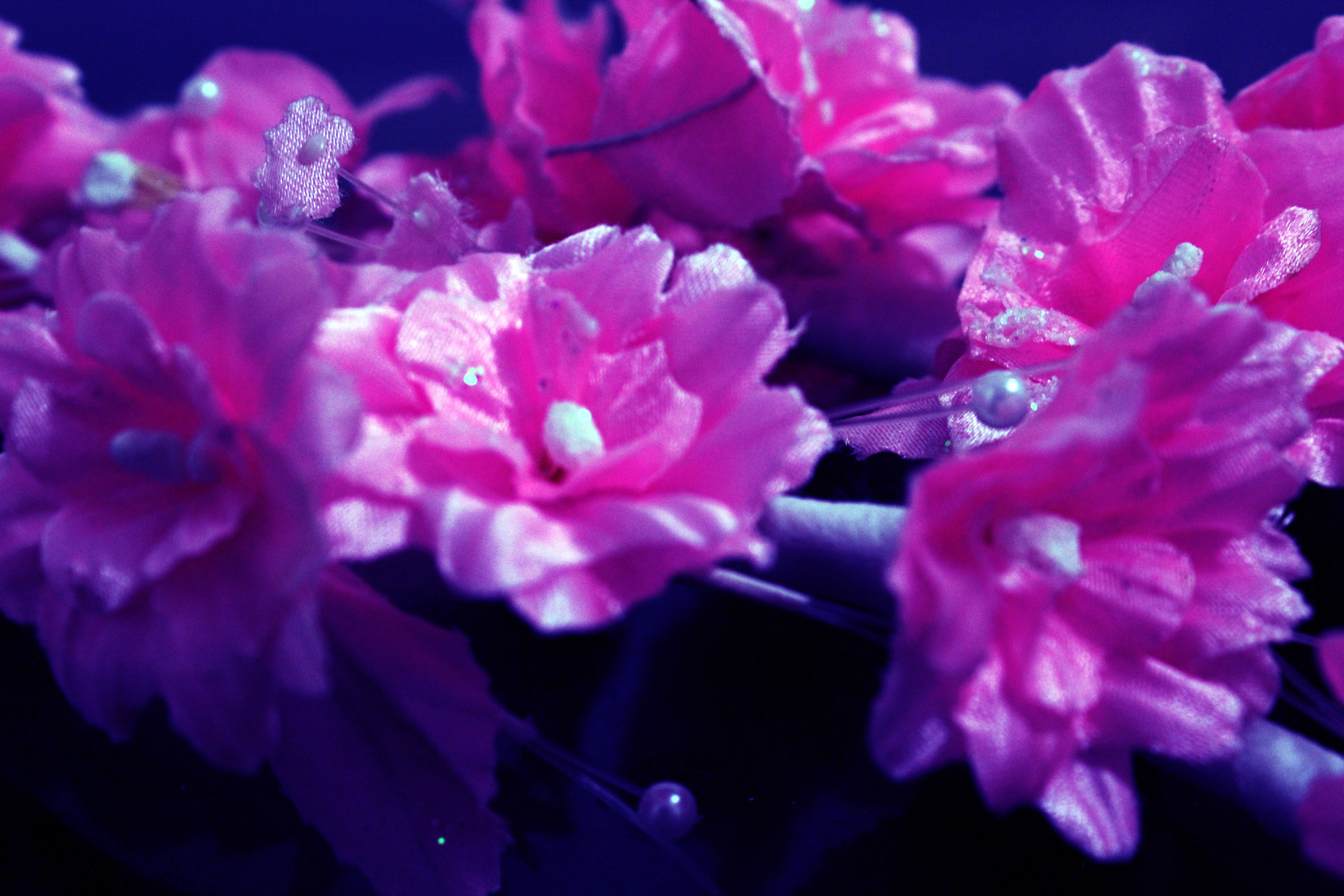 flowers petals background free photo