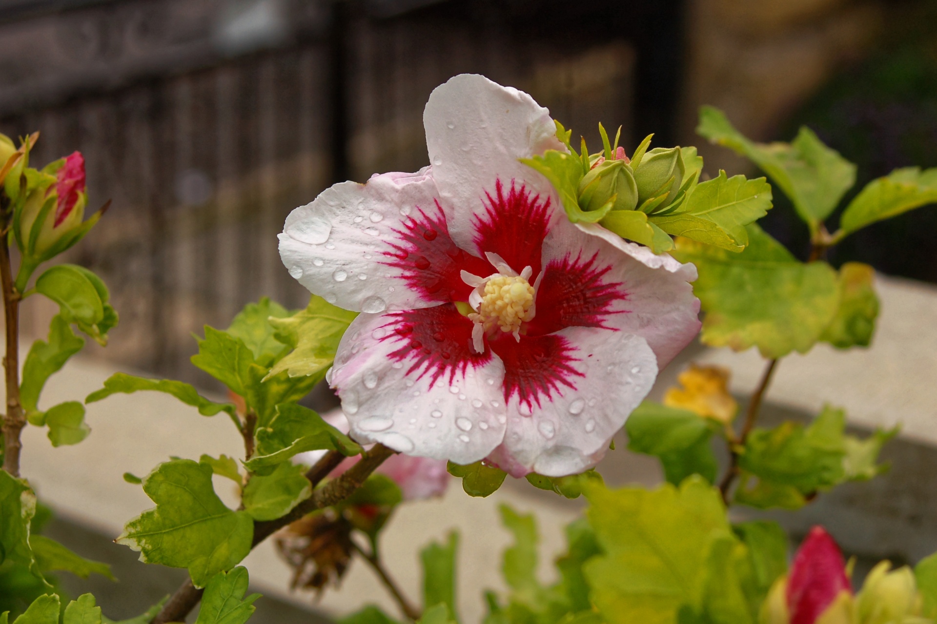 flower petals white free photo