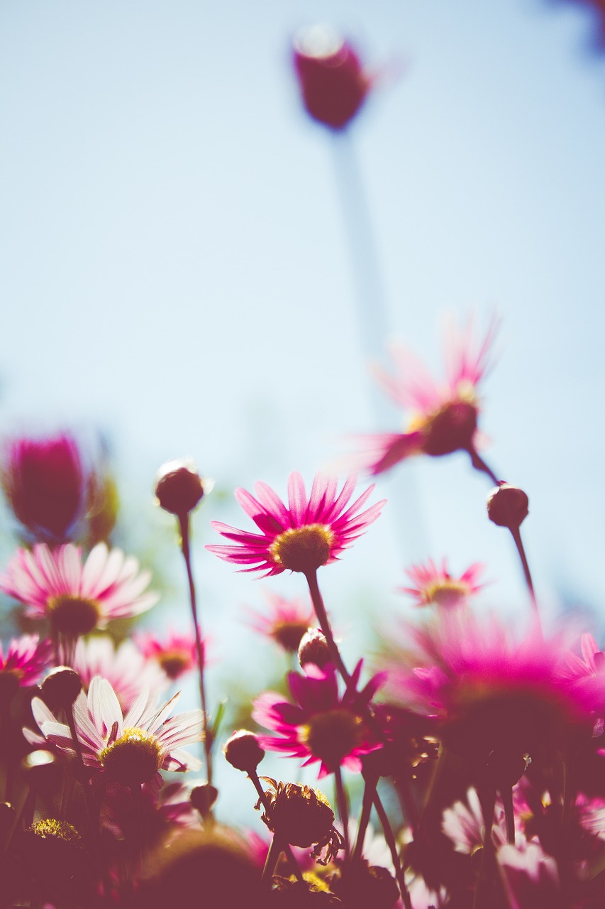 flowers pink pink flowers free photo