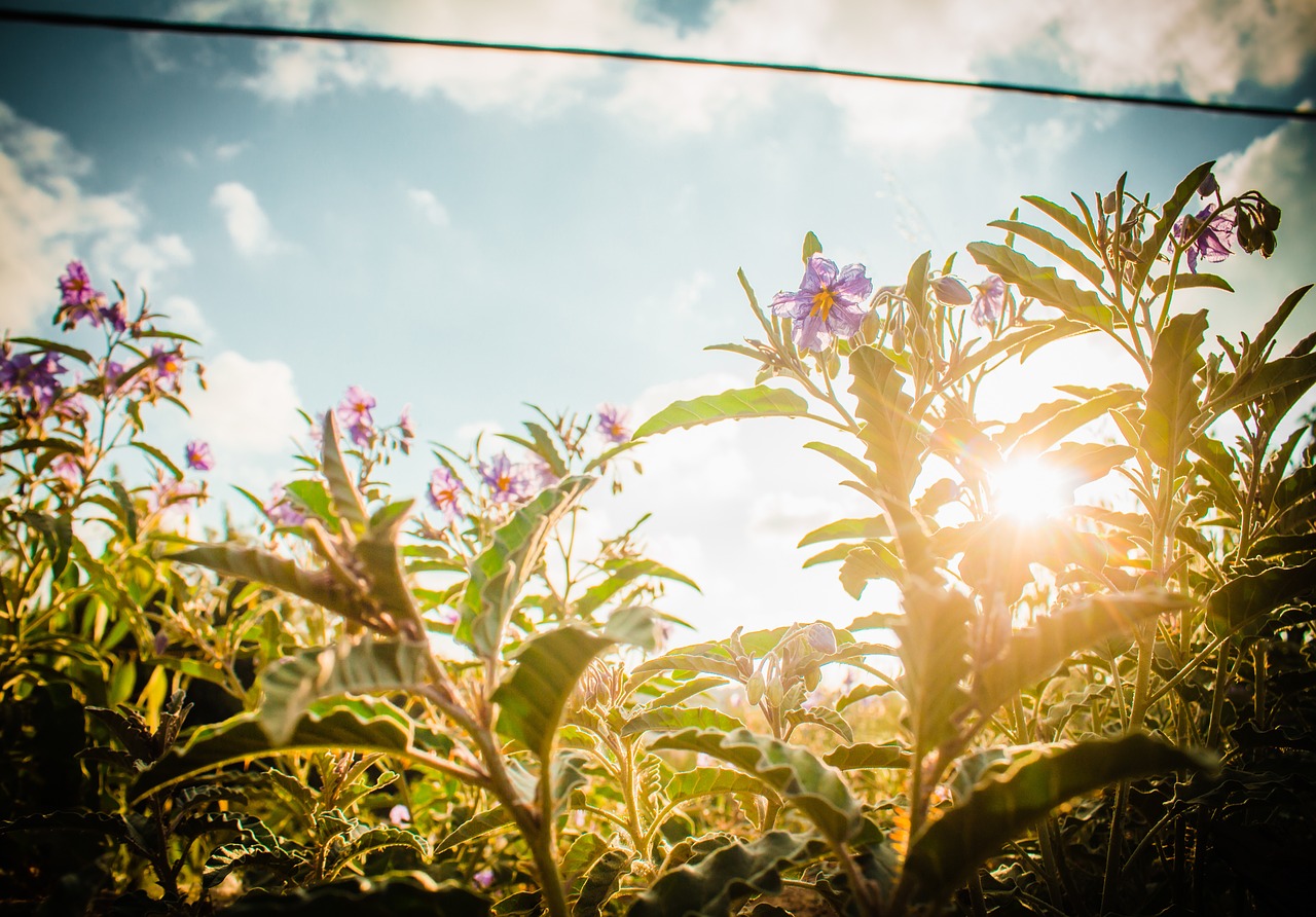 flowers sunset garden free photo