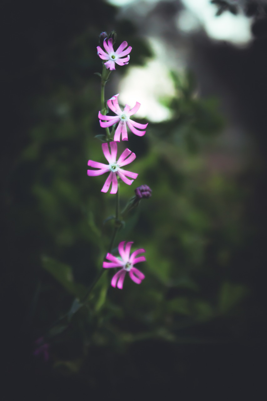 flowers pink three flowers free photo