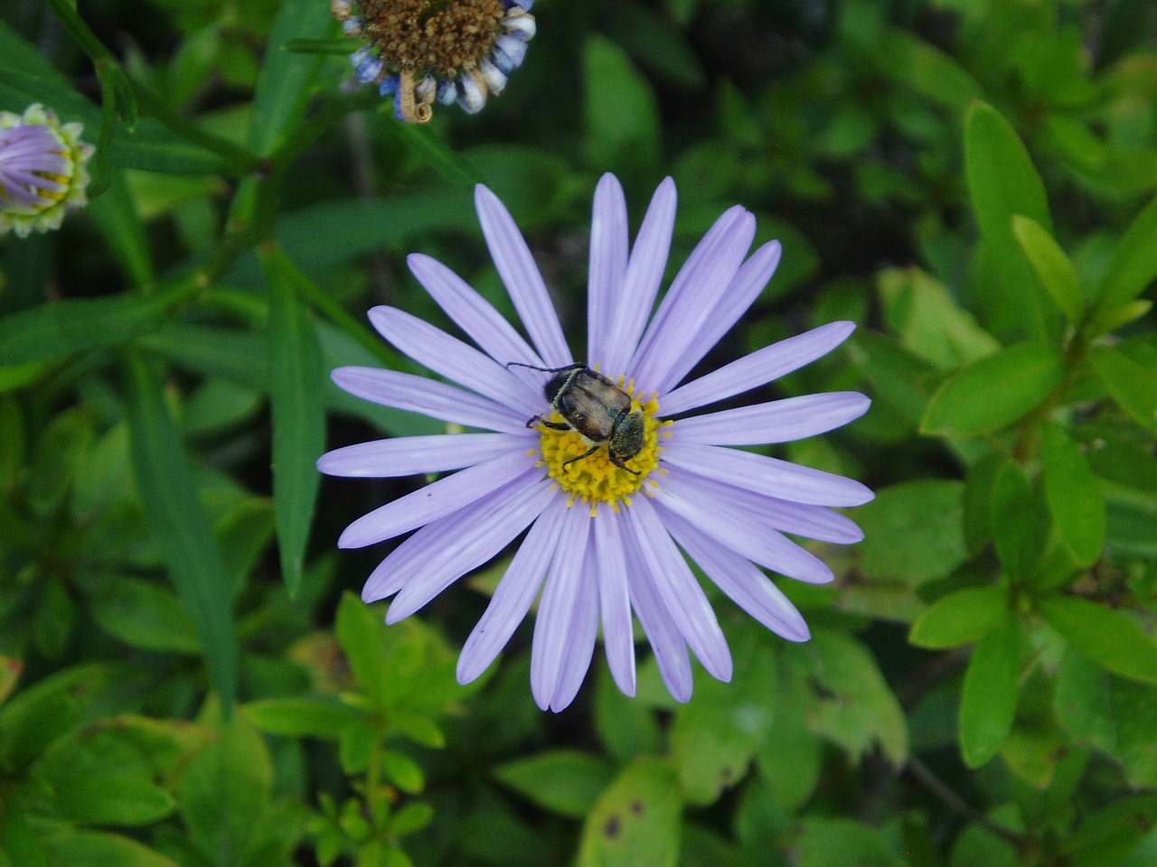 flowers purple purple flowers free photo