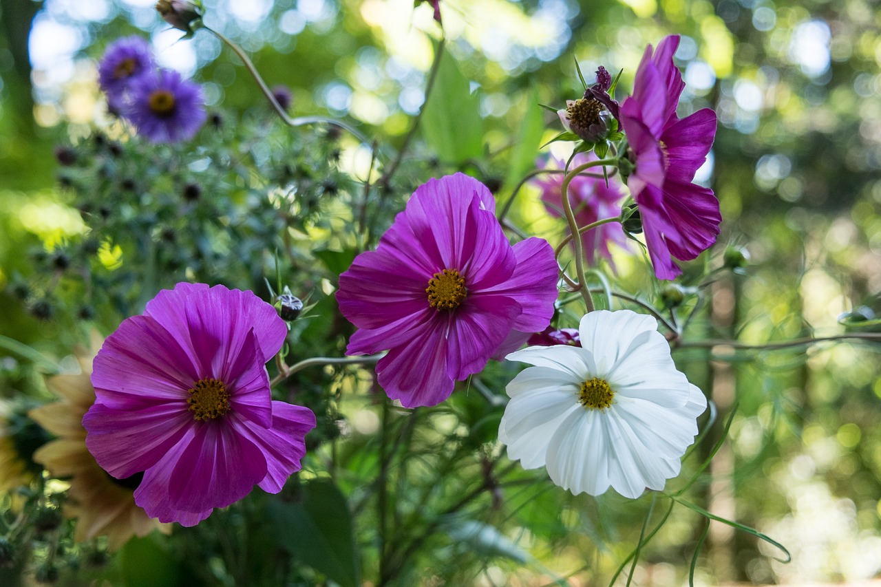 flowers purple white free photo