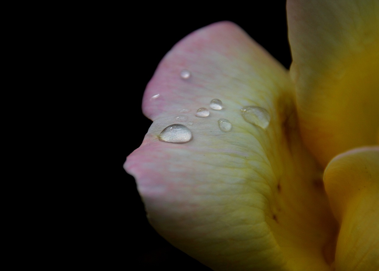 flowers nature plant free photo