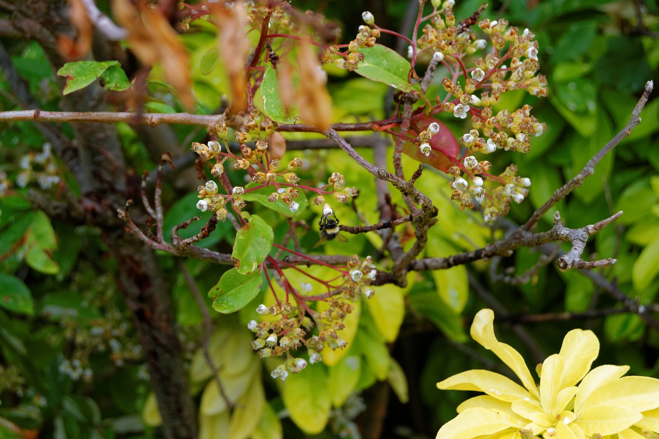 flowers branches leaves free photo