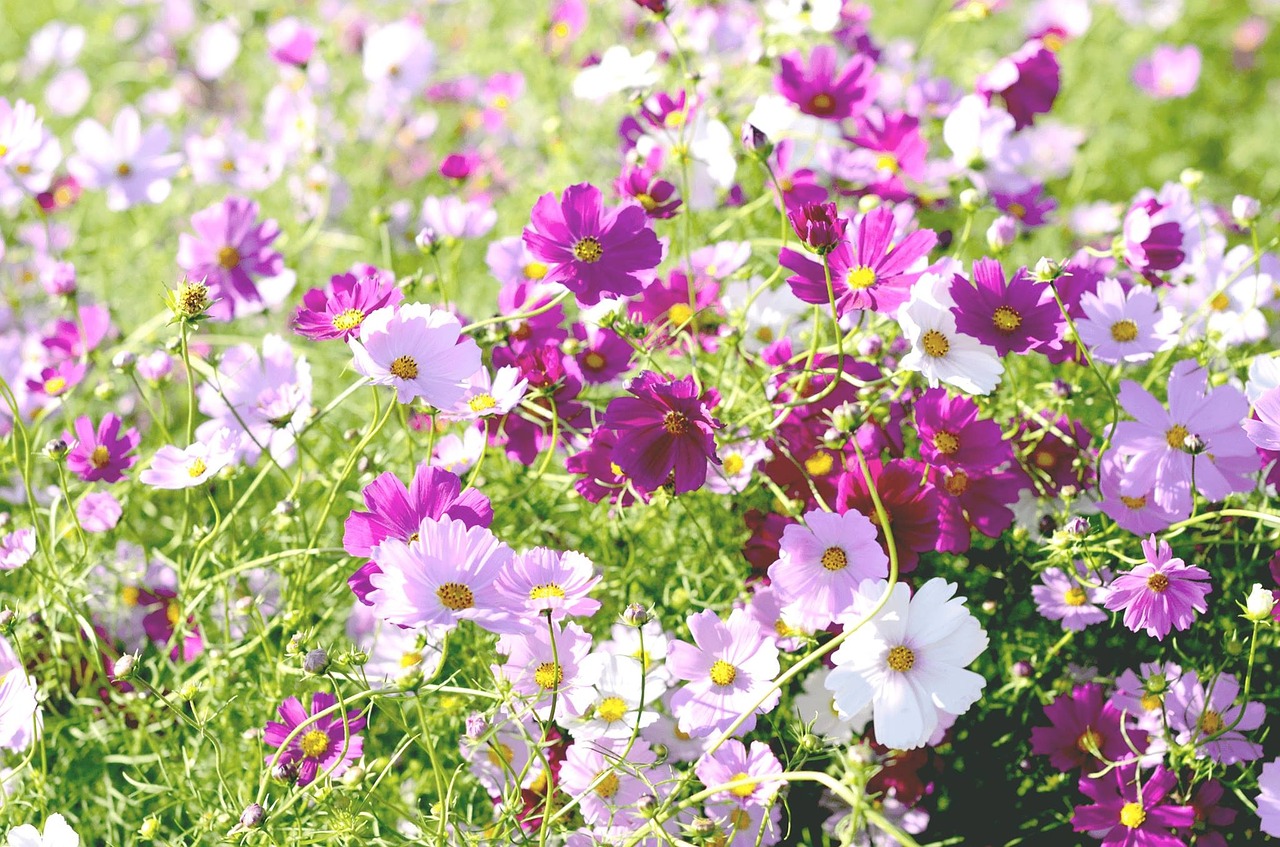 flowers cosmos field free photo