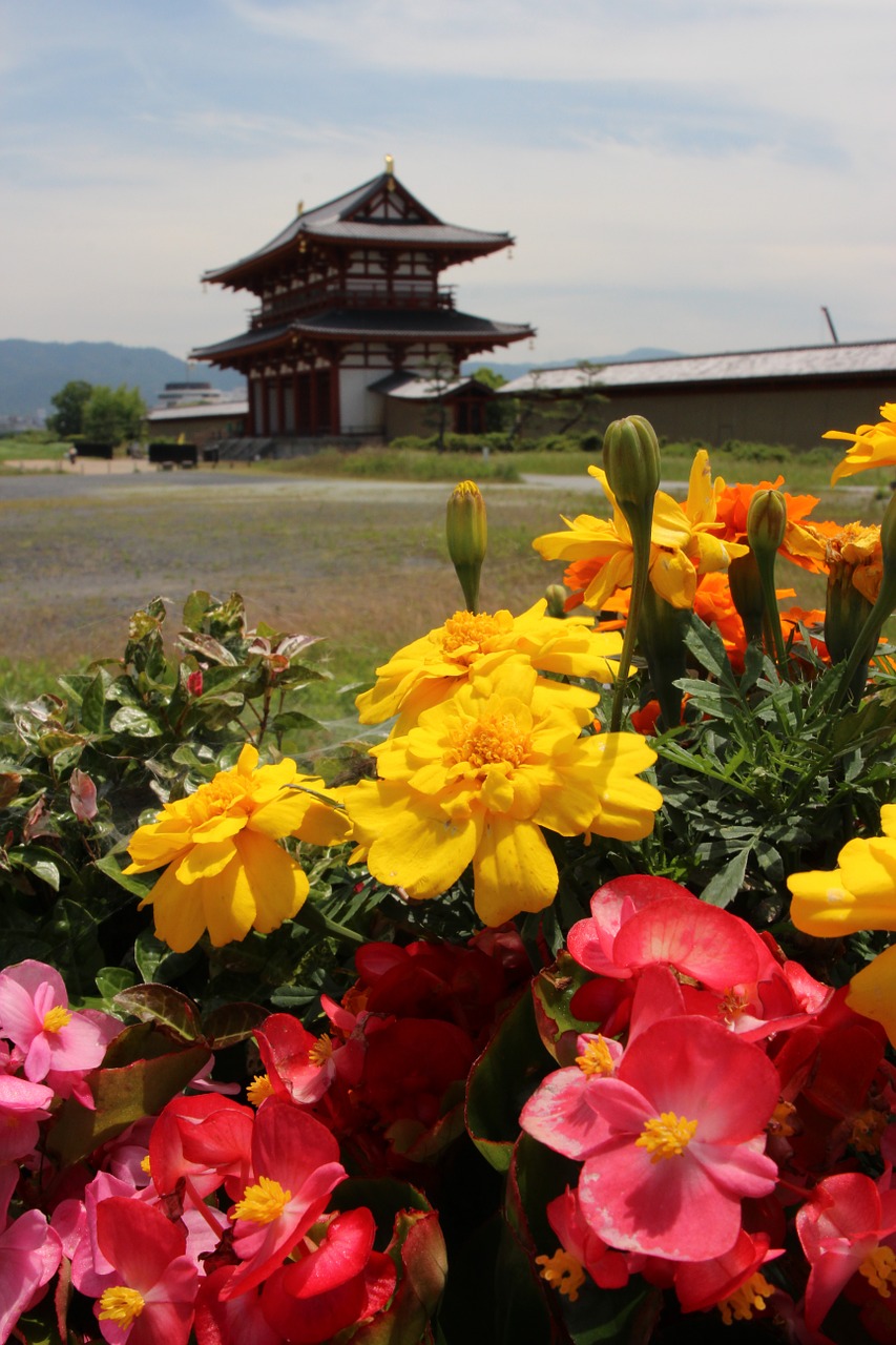 flowers colors japan free photo