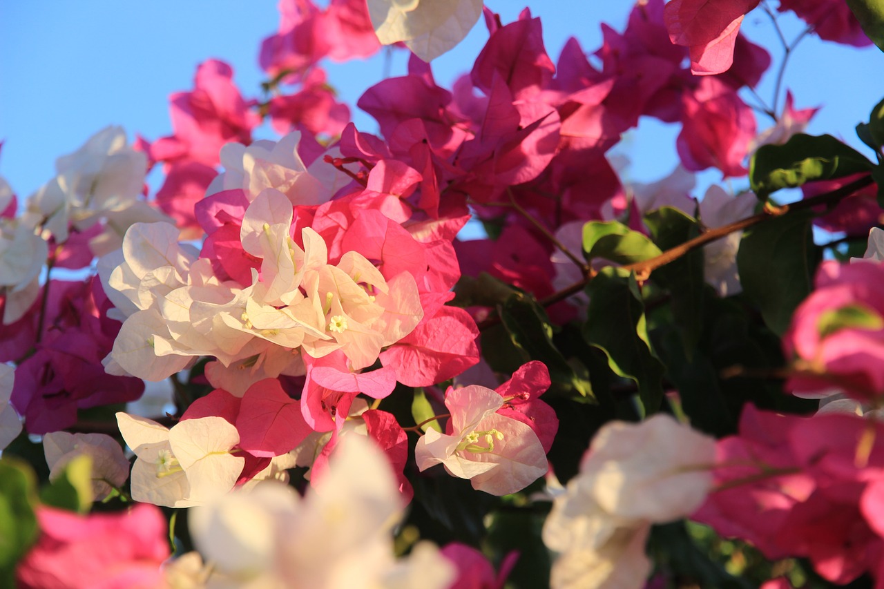 flowers bush pink free photo