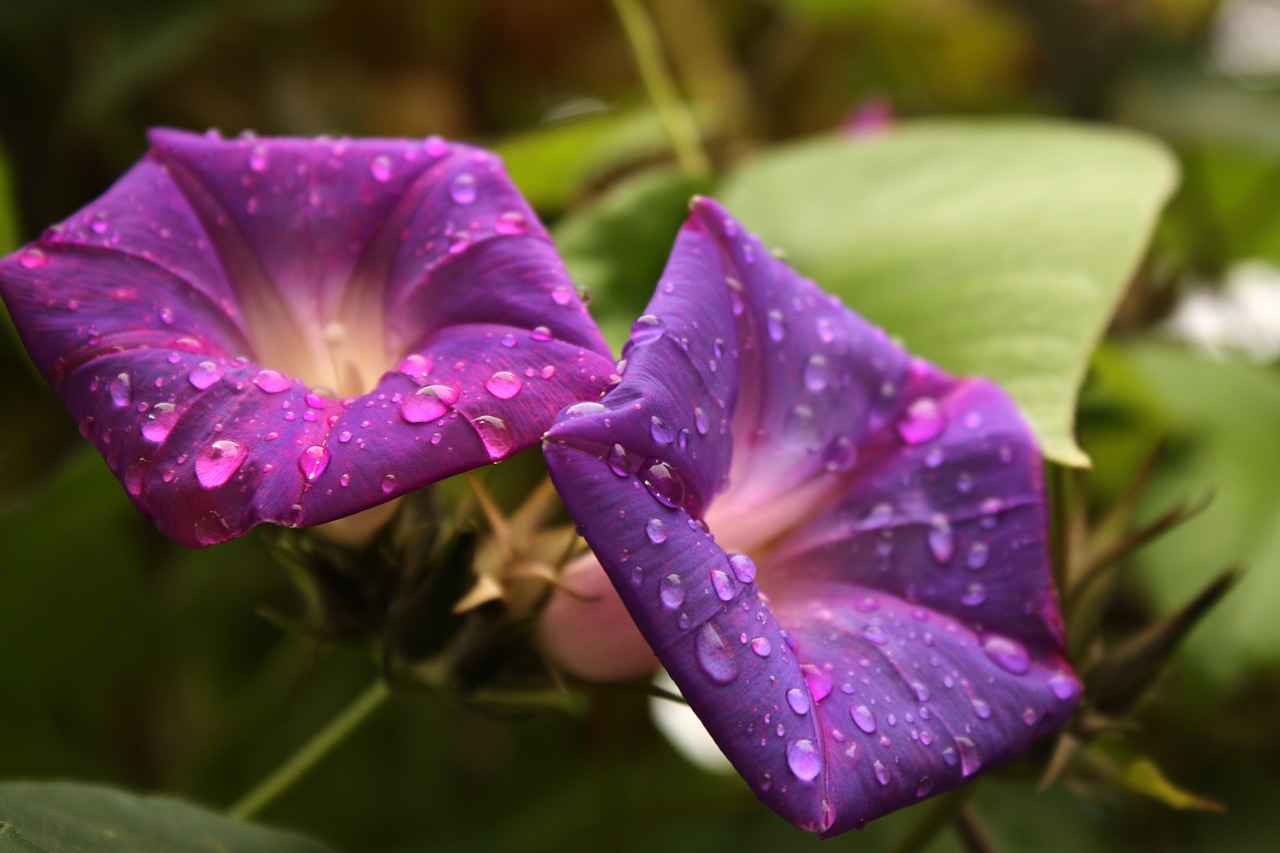 flowers raindrop flowers in the rain free photo