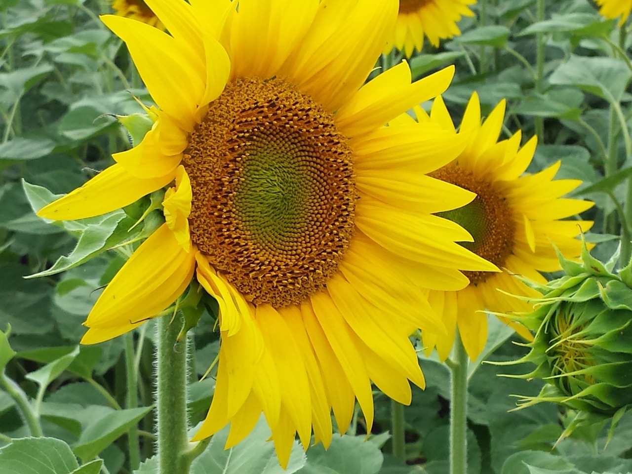 flowers sunflower field free photo