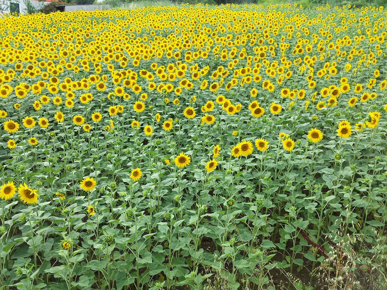 flowers sunflower field free photo