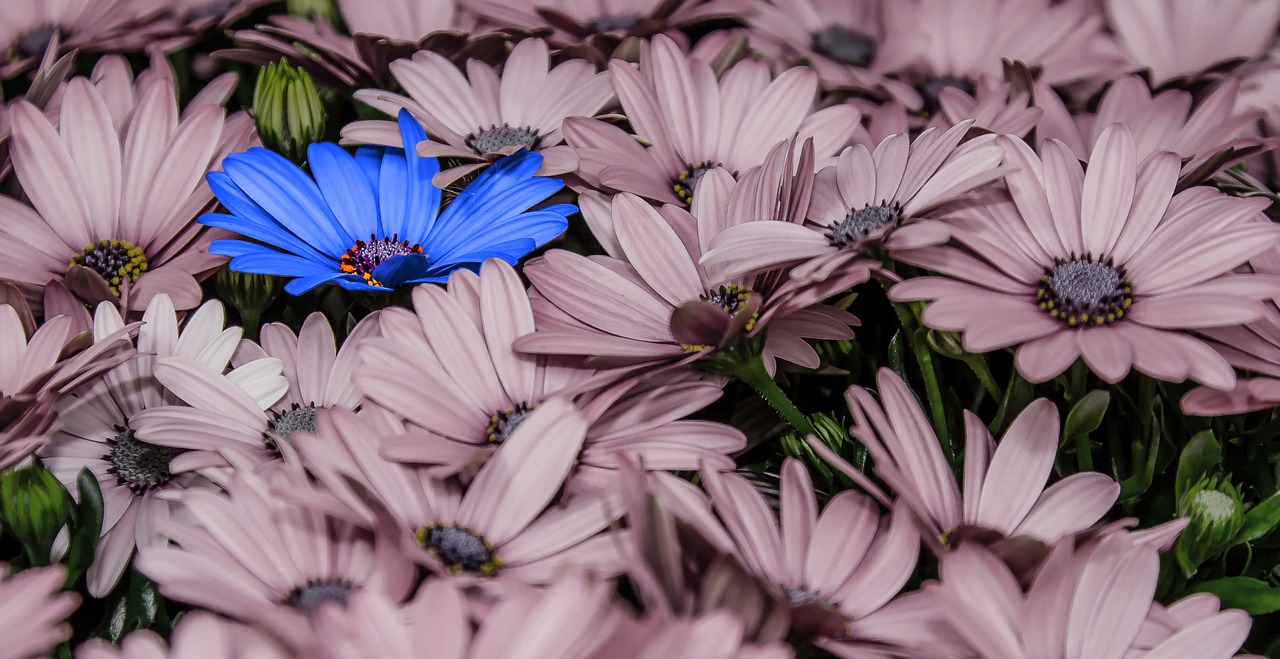 flowers osteospernum blue free photo
