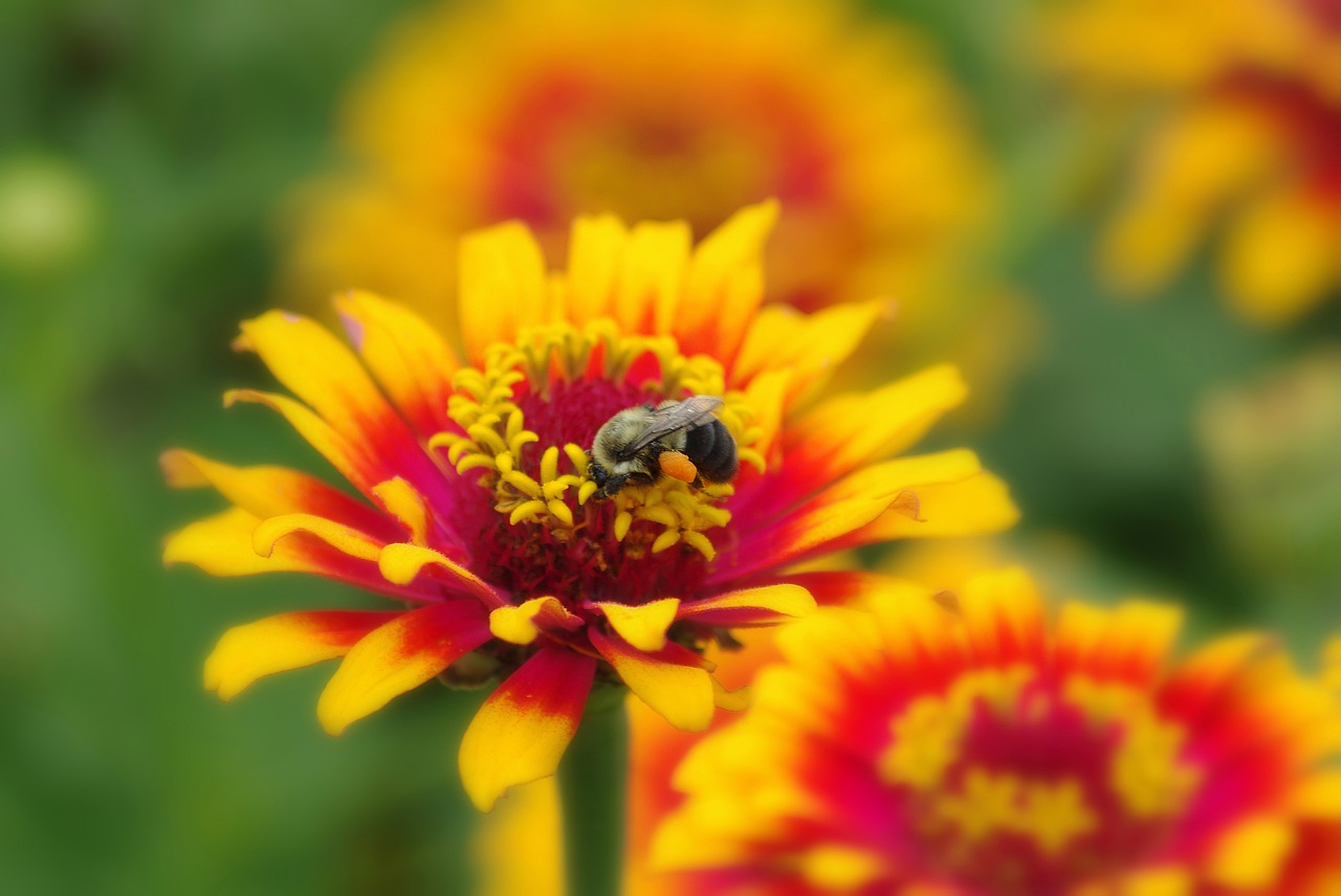 flowers bee insect free photo