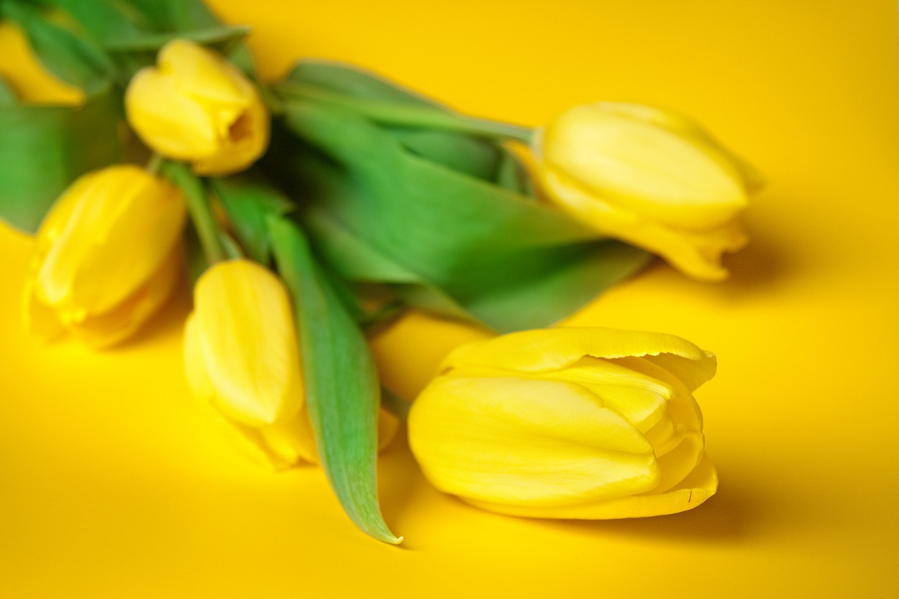 flowers spring tulips free photo