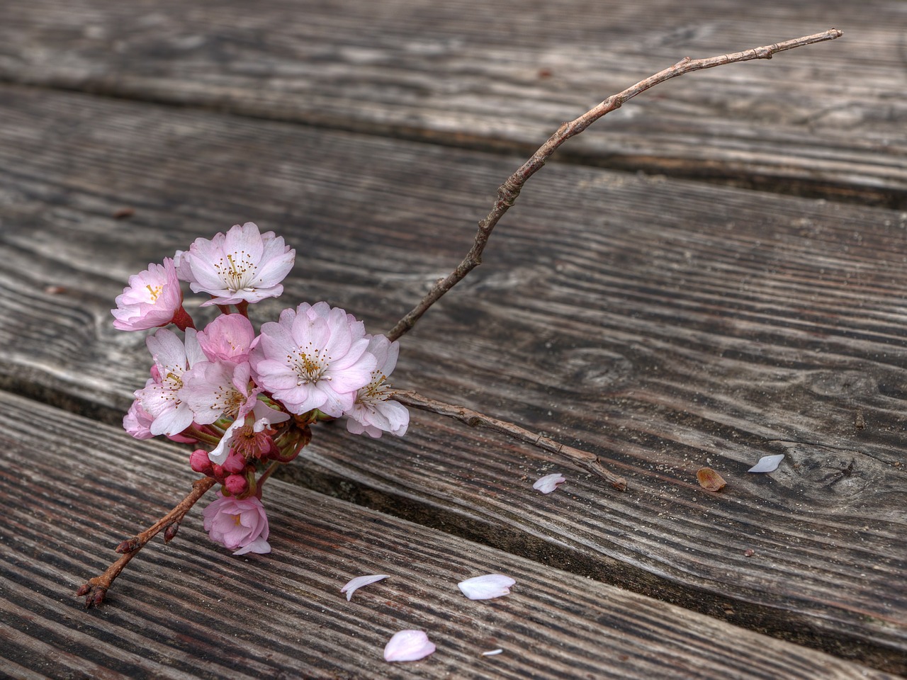 flowers flowering twig spring free photo