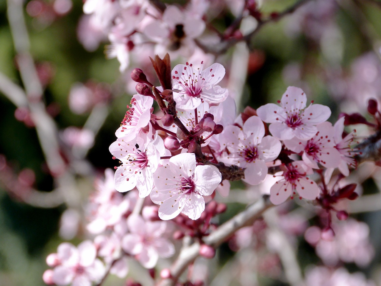 flowers rosa cherry free photo