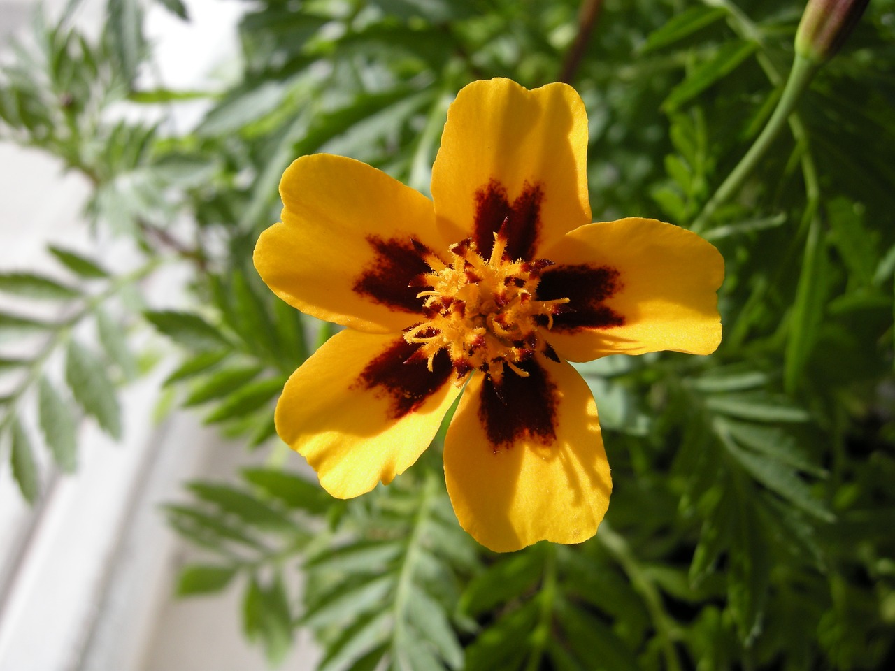 flowers summer yellow free photo