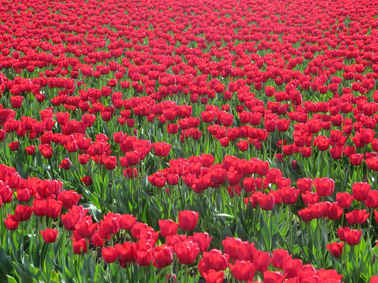 flowers tulips red free photo