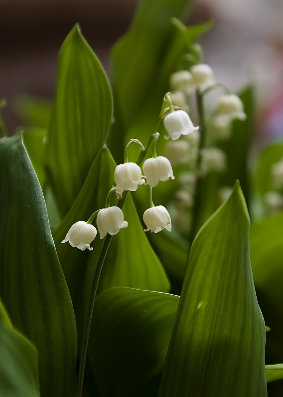 flowers lily of the valley spring free photo