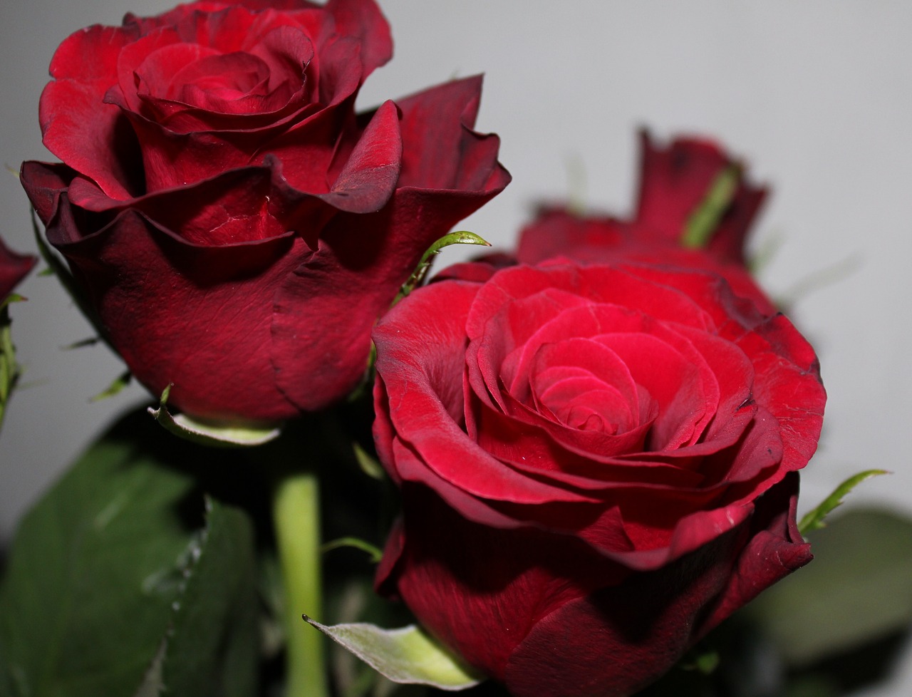 red rose flowers roses free photo