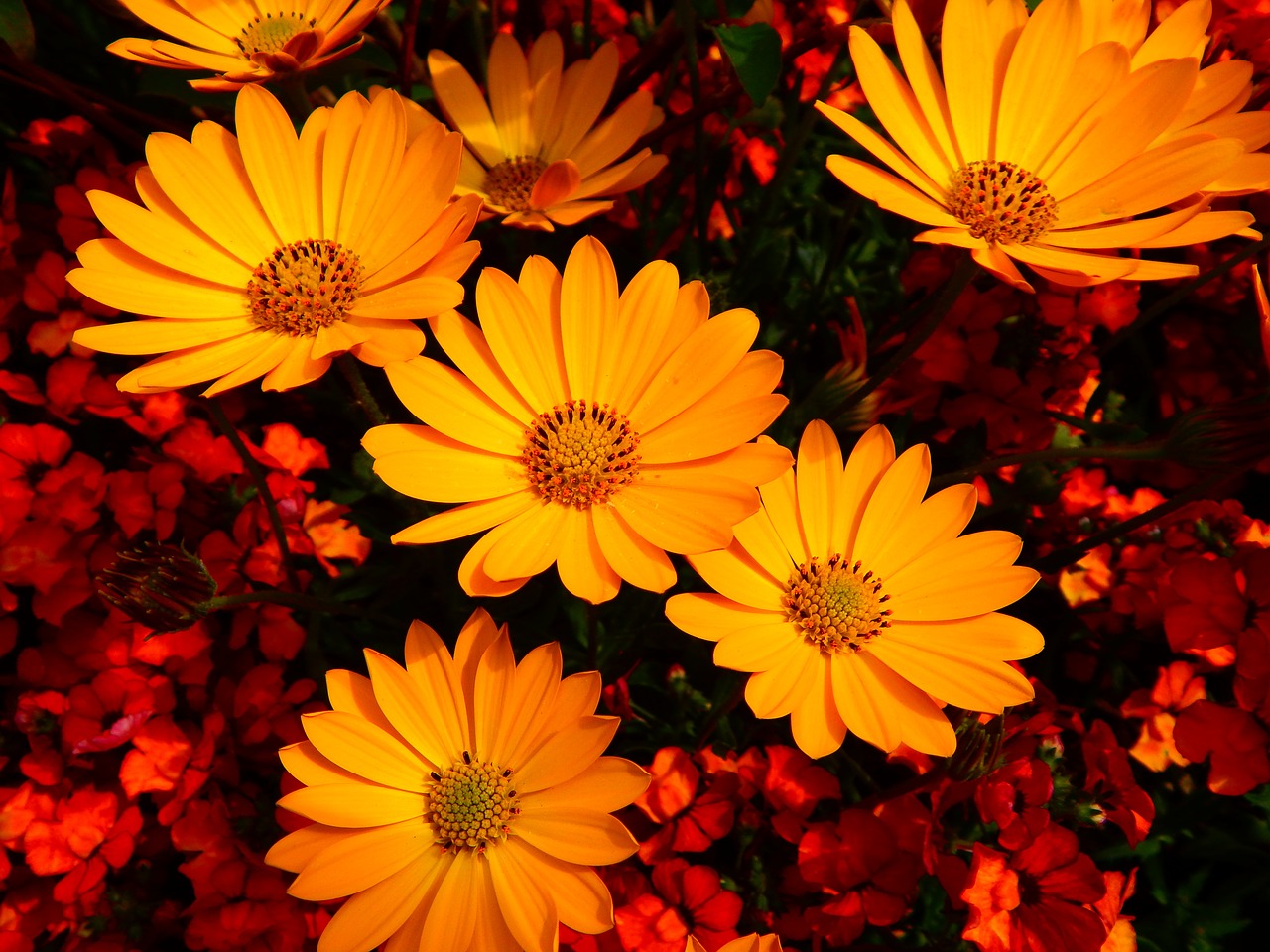 flowers summer flowers yellow flower free photo