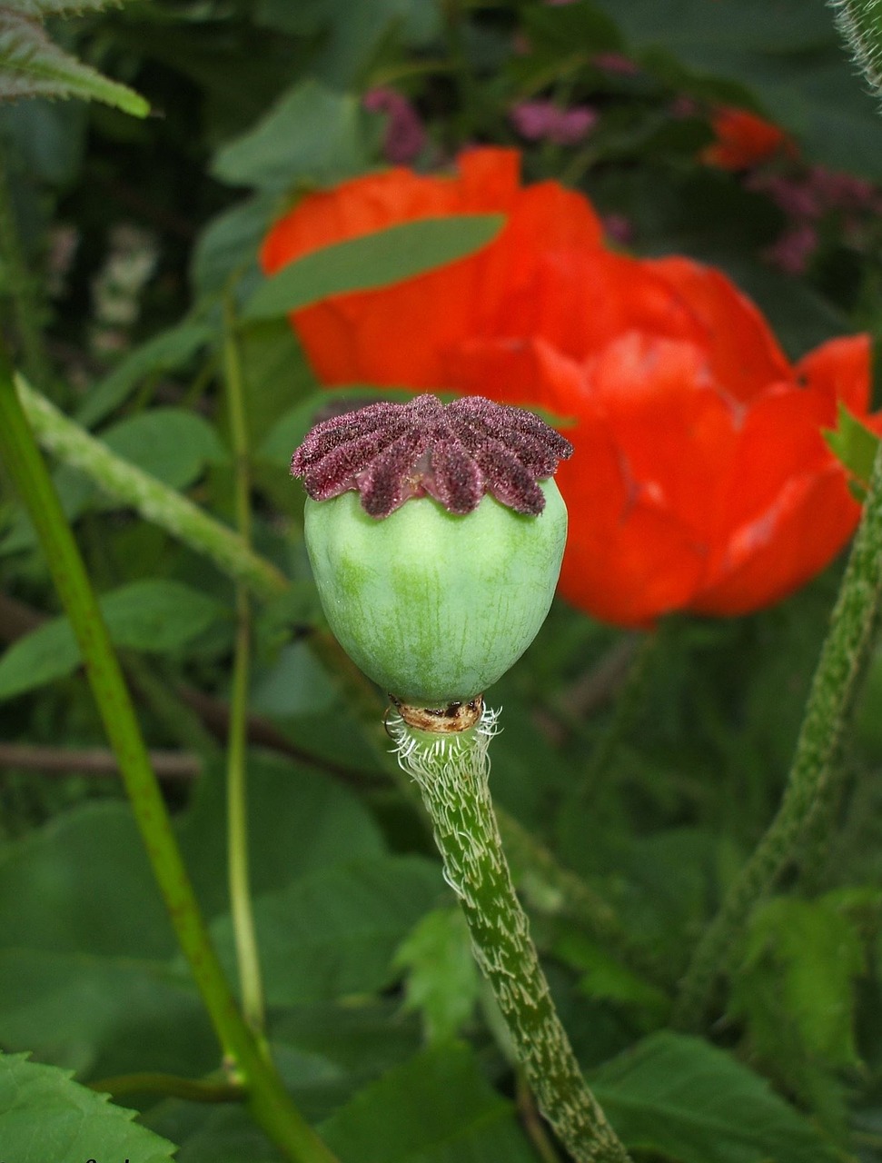 flowers poppy nature free photo