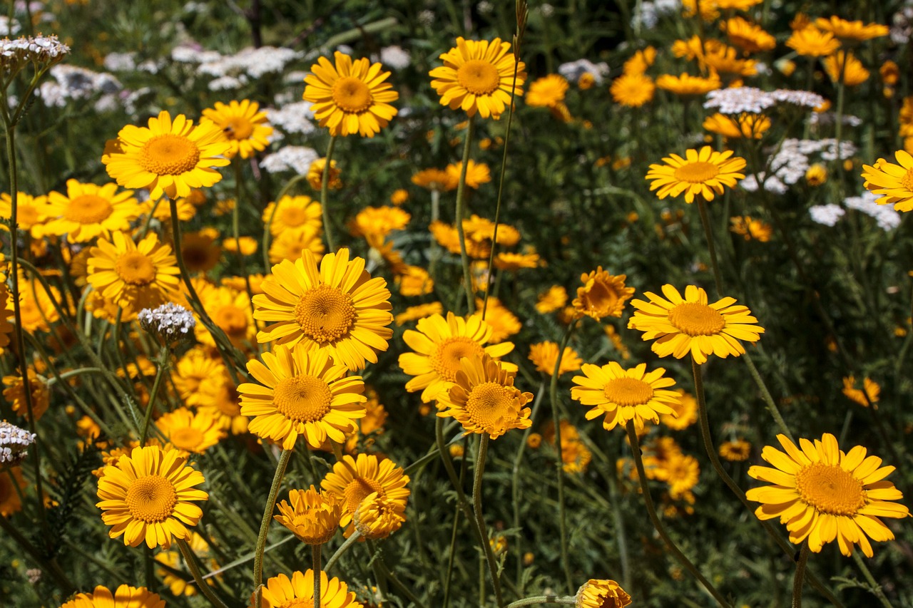 flowers garden summer free photo