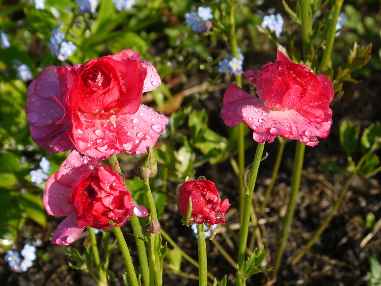 flowers background red free photo