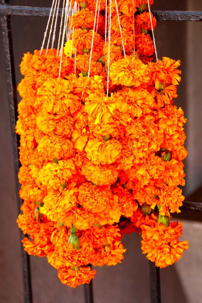 flowers orange orange flowers free photo