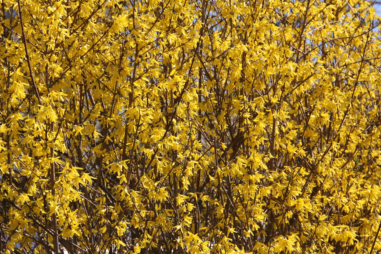 flowers bush garden free photo