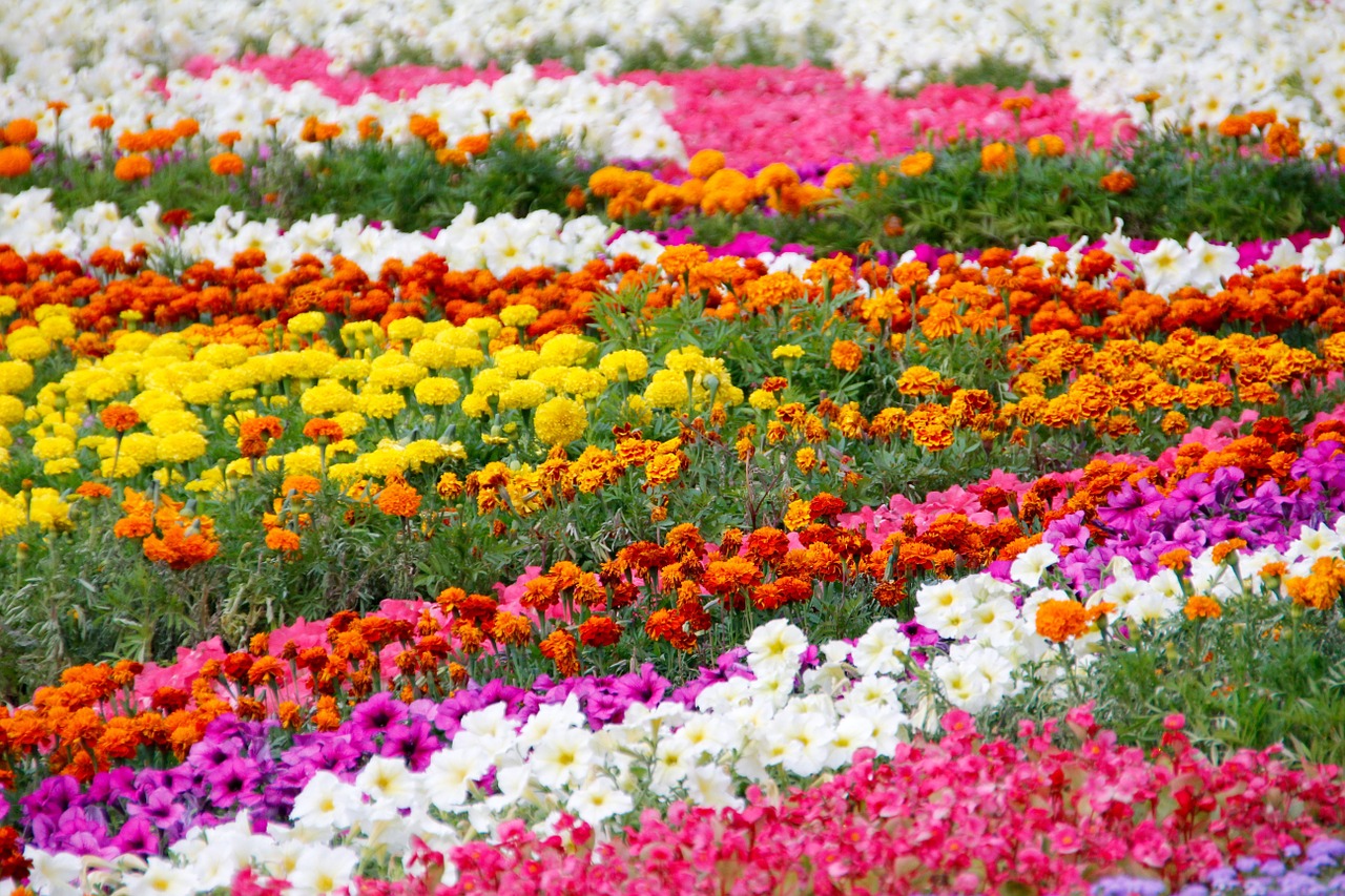 flowers bed garden free photo