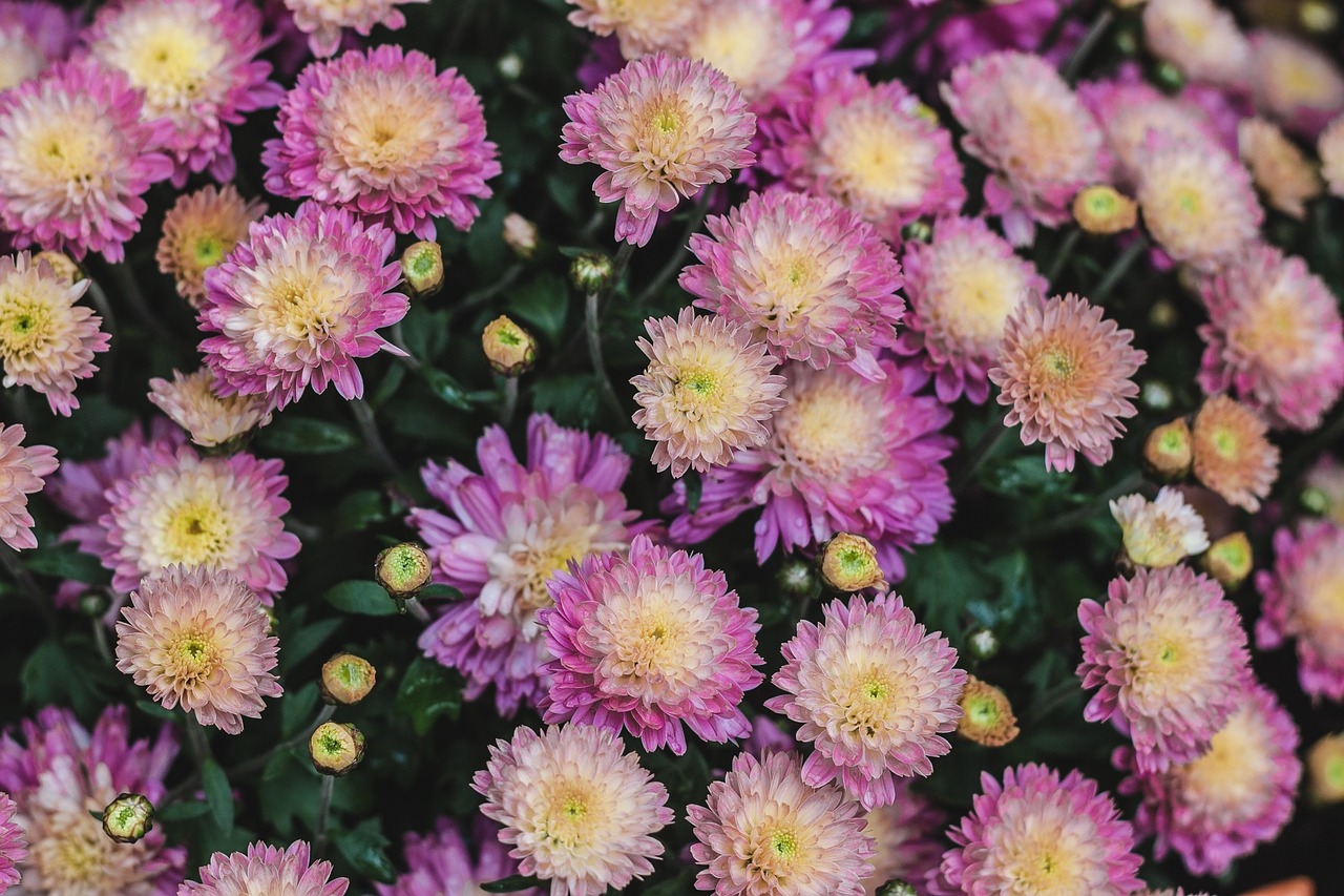 flowers pink mums free photo